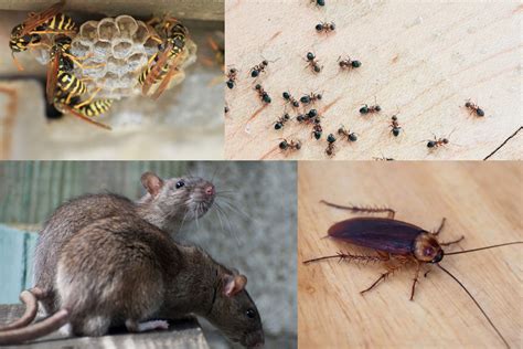 What Do Christmas and the New Year have in Common with Pest and Your Home?